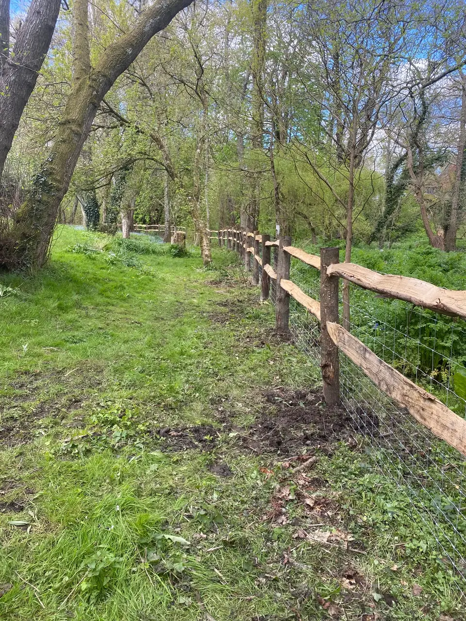 Rustic post and rail fencing with wire mesh in woodland