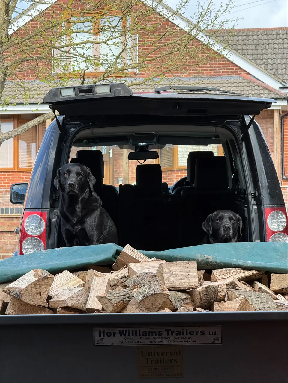 Trailer loaded with split firewood logs beside an open vehicle with two black dogs